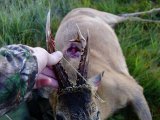 DSC04882  rigtig pæn