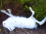 DSC05771  jeg tog beslutning smækkede bøssen i .. haren valgt at løbe lige forbi foran mig..snap skud og den tog nogle saltoer