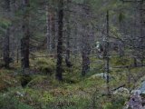 DSC05802  vi går med lidt bredde skulle der komme et opfløg