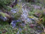 DSC05818  pels efter ulveslagtet elg v bergtjärn.. ikke en knogle er tilbage. Alt er slæbt væk/ ædt