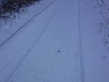 DSC05865  tagre ud uden hund ved Rishøjden ..vargspilning?