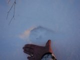 DSC05868  Ulv ..shit!..der er enkelt tilbage..flokken skulle efter sigende ellers være taget mere syd på efter de har ædt næsten alt op her i skoven