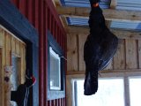 DSC05914  ja den er stor .. nå må ind i bilen og køre frem til næste post, Björns hund har fået fært af hare og trukket lang sydover