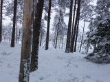 DSC05961  fika .. gik den vej fordi jeg for første gang denne vinter syntes jeg hørte 'gurglen' efter orre her nede ved mosen (men på Stjälps siden).. var dog ikke en stor flok, kun 1 eller 2 hvis det i det hele taget