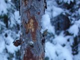 DSC06029  der er vel ikke meget insekter på denne årstid, men måske er der nogen der kan overvintre lige under barken