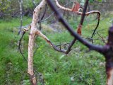 DSC05297  så flere steder .. småtænder ligner det = lemming? ..så kun en enkelt brun 'hamster' hoppe i hul på denne tur