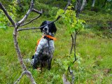 DSC05342  3dags morgen..hunden  er stadig kun 3bener..lader ham gå hinter over i terræn vs5..finder pæne faldhorn på vejen..lægger dem op ad lille birk så jeg kan finde dem på tilbagevejen (ok lagde også en marker i GPSen)