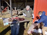 DSC06275  så bliver der pelset, heldigivs er der sol der varmer så helt fint at stå ude og gøre det
