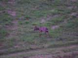 Buk Ø Hornum Maj 2017
