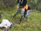 DSC09287  samler lidt kantareller på vej ned