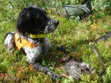 DSC09351  dygtig hund,.. men bakser fugl så tænder han helt vildt og kæmper/slås med den.. det kan ses..men jeg er ikke sart..den skal spises. Efter dette foto rejser vi os .. bare 5m fra har resten af kuldet ligget og kommer nu op.. en går synligt op i træ  inden for skudhold