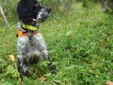 DSC09352  de er svære at få fært på de 'nylagte'.. hund skal ind på 2m før han næser den.. men 2 brunfugl = super