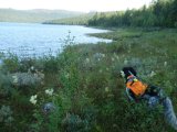 DSC09401  går lidt op i skov/krat kanten af og til,, Hap får løs fært ..tunge vinger = tjur.. fejlagtig trode jeg vi var i off limit område (hovedet er også træt)..går lidt op og kigger = en storfugl mere, jeg kunne have givet skud på (men gevær er over nakken og patroner i lommen)