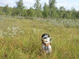 Dygtig hund  Nej da den var der, den første.. godt Happy kunne lugte/finde den da vi satte i gang igen