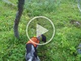 Svært med fært  har set fuglen faldt lige ned ad stammen , men hunden kan ikke få fært og søger for stort .. jeg skal dirigere ham hen og først ca 2m fra får han den i næsen