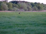 DSCF5529