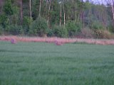 DSCF5554