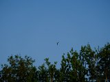 DSCF5559