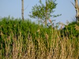 DSCF5565