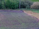 DSCF5593