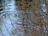 DSCF6726