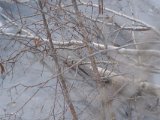 DSCF6727