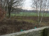DSC02294  ud på marken langt ude ved skovkant kom gris, der skudt..kan se den ligger der, men ikke få kamera til at fokusere igennem småtræer jeg har oppe ved mig