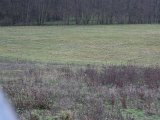 DSC02306  Eftermiddags pas. Mellemgris kommer stille ud fra baggrund og ind i det brak jeg sidder i