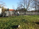 DSC02358  tamgris skal ud til slagt, men aner uråd og vil ikke ud af dens hegn