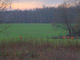 DSCF7332  flere hold driver forbi med hunde = ingen fært af noget som helst m ræv = den slap helskinnet. Min rå er fundet lige inde i træerne