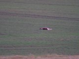 DSCF7341  Næste morgen samme sted, ud før solopgang. Lidt før sol kommer ruddel ud i smågrupper..tager en kalv på ca 170m