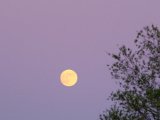 DSCF6870