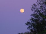 DSCF6871