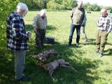 Buk Ø Hornum Maj 2019