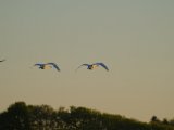 DSCF6758