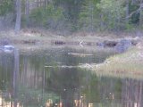 DSCF7394  svømmer lidt og så væk