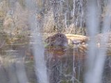 DSCF7427  spise plads på en Mangrove ø - kan kun komme til at hente med kano, viste ikke om Thord havde en, så lod denne gå, var ellers rigtige sted/tidspunkt at tage den