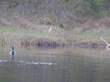 DSCF7446  Tilbage til nye område - andrik spejder op/ned