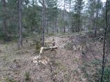 Hare -  Bæver span Mar 2020