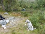 DSC03398  der er teltet klemt ind på nogenlunde flad 'plet' i krattet
