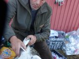 DSC03444  Tom får skiftet bandage, heldigvis ikke seneskade så han er fuldt mobil