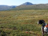 DSC03478  dernede kunne jag have gået rundt i skovgrænse, men ville blive mange bøvede km at gå rundt om fjeld