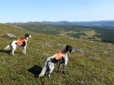 DSC03497  forenden af fjeldskulderen, vi skal ned til myr fladen nede i skoven