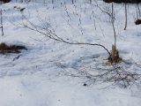 DSC03956  Oppe ved elven, HELT frisk siden snefald få dage siden