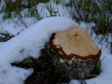 DSCF0180