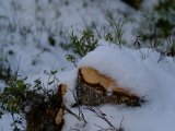 DSCF0181