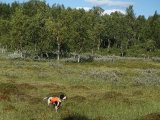 de første ryper er stukket .. her mærker han faktisk den der er fældet