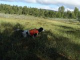 Ripe Marsfjäll Aug 2023