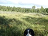 første rype jeg har fået for Tom, selv om det var en medvinds-stødning der fik de første på vingerne (de kom op ad 3 omgange, fik den sidste)