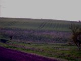 DSCF2284